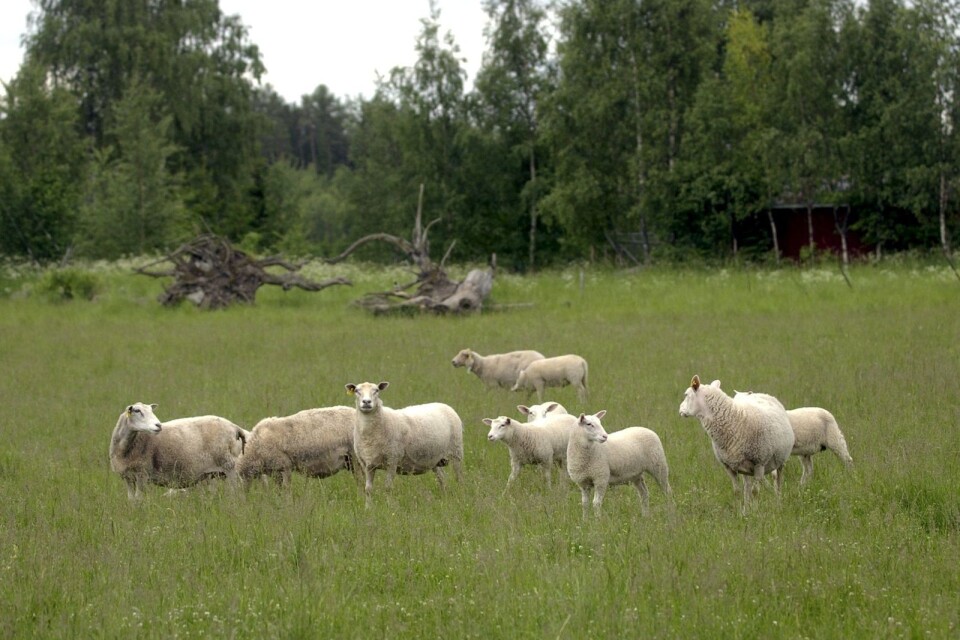 Tre får blev rivna av en lösspringande hund i Toarp.
