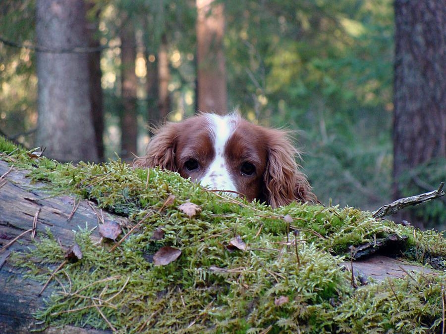 Under Jesper Knuthsons höstpromenad med hunden Nobby togs den här bilden i skogen.
