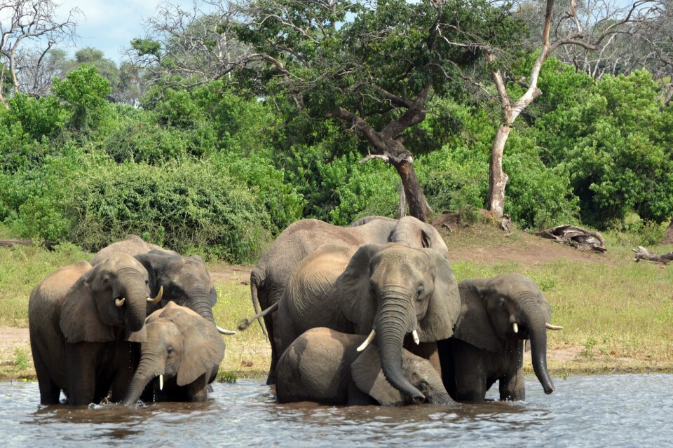 Det är cyanobakterier som är orsaken till att fler än 300 elefanter dött i Botswana, enligt landets viltvårdmyndigheter. På bilden elefanter i nationalparken Chobe i Botswana.