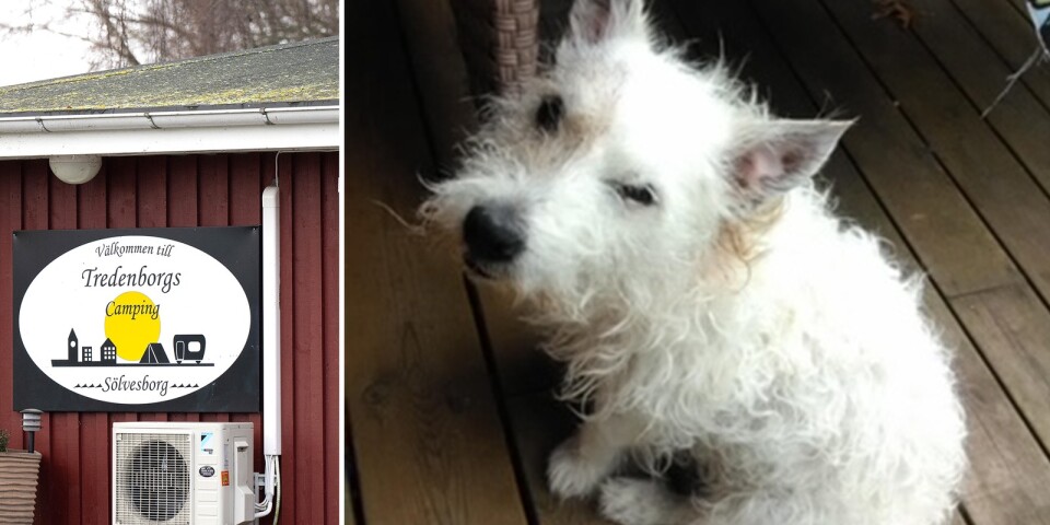 Efter flera dagars letande – hunden Snobben har hittats död: ”Vi är helt förkrossade”