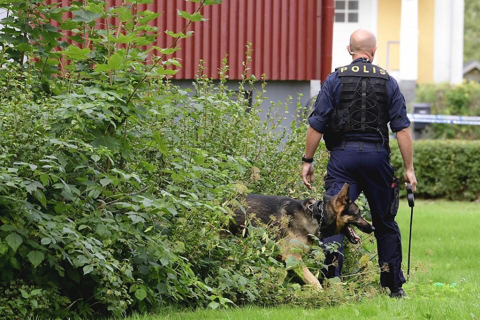 Att i ett tidigt skede använda polishundar har visat sig var en framgångsfaktor för polisens utredningsarbete. Arkivbild.