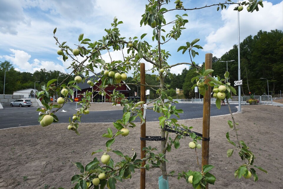 Totalt fyra äppelträd kommer finnas runt om på stationen.