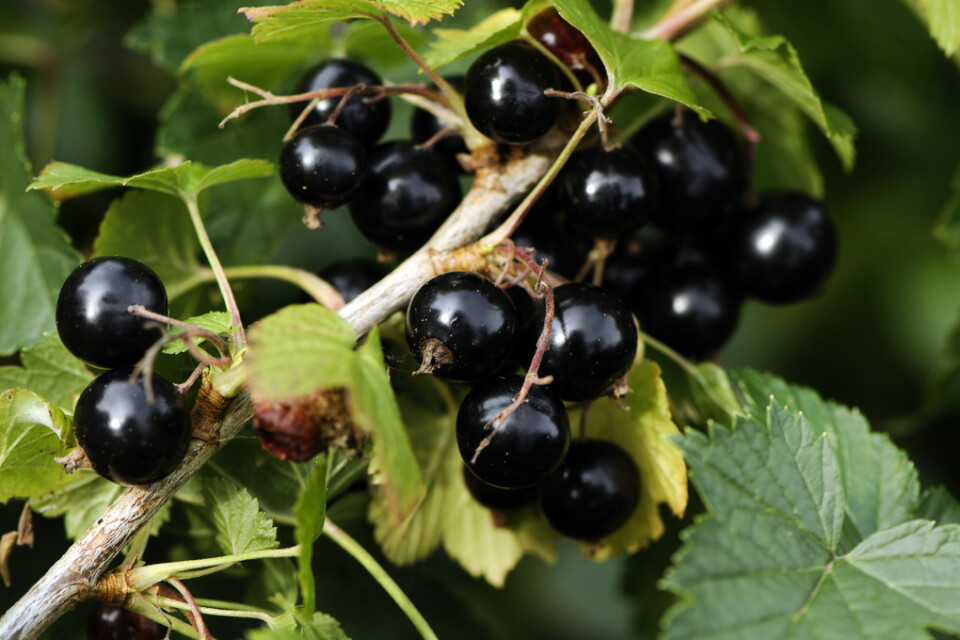 För surt, finns de vissa som tycker om svarta vinbär. Men nu har forskare tagit fram en sötare version av svarta vinbär. Arkivbild.