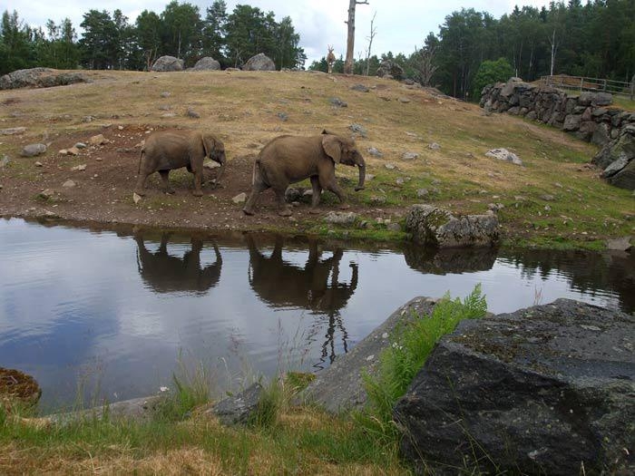 Martina Gustafsson gillar att gå i djurparken. Här har hon fotograferat två elefanter.