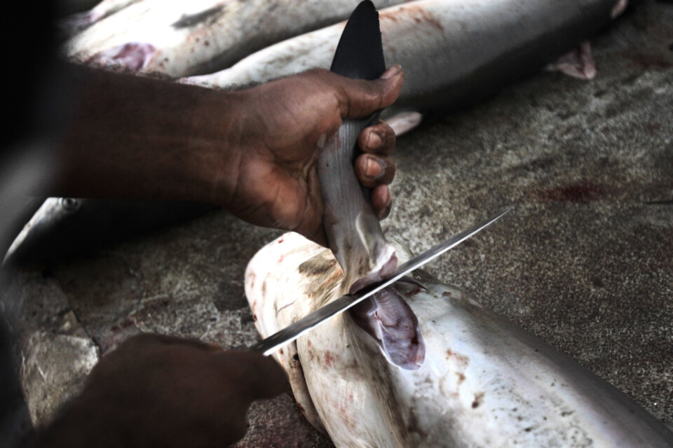 En hajfena skärs av på en fiskmarknad i Förenade arabemiraten. Arkivbild.
