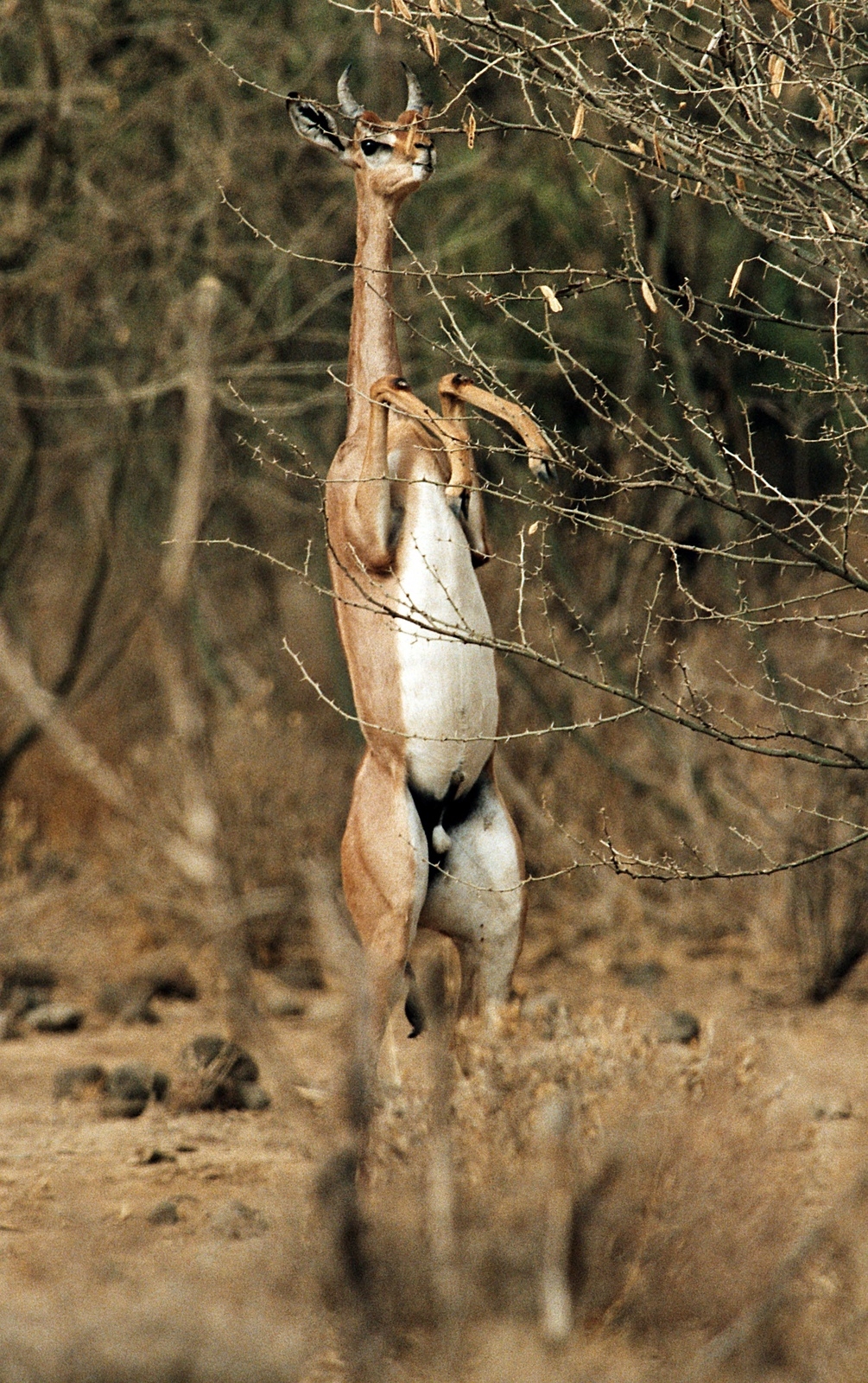 Gerenuken, eller giraffantilopen (litocranius walleri), tillbringar mycket av sitt liv stående på bakbenen för att komma åt grenar som sitter högt.Foto: Dick Persson