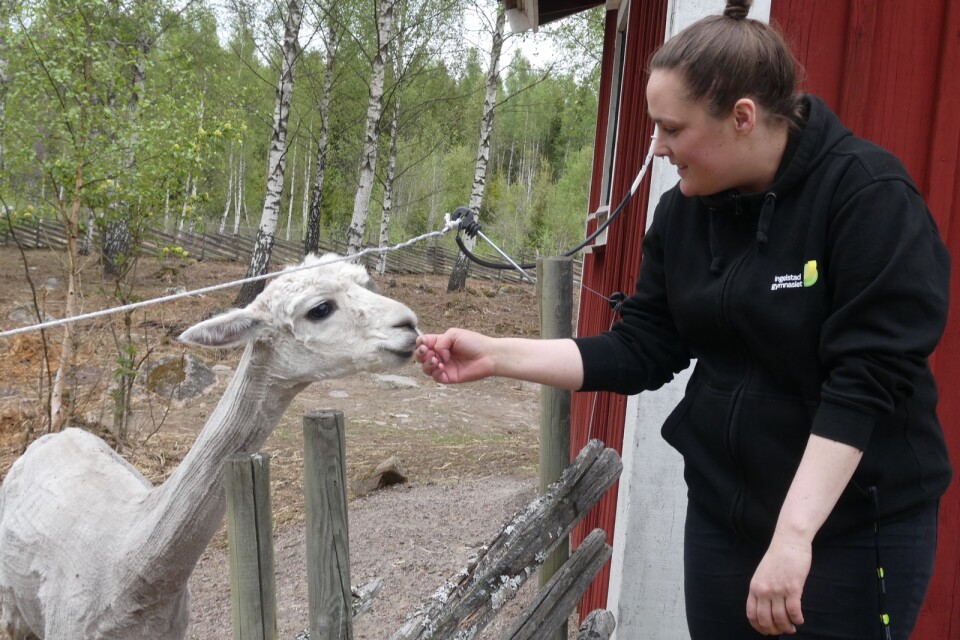 Alpackorna har precis fått vinterpälsen avklippt inför sommarsäsongen, berättar zoologen Rebecka Sköld.