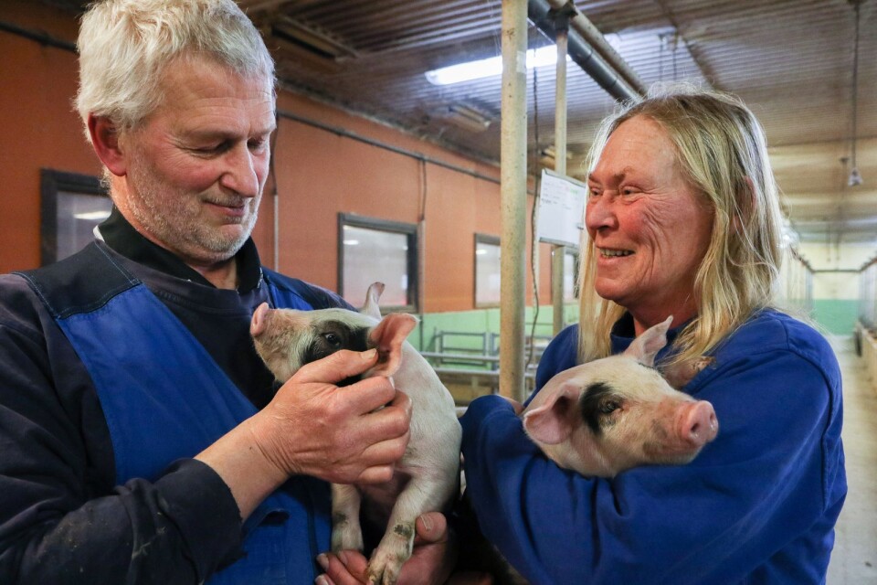 Sven-Olof och Ulrika Carlsson har utsetts till Årets grisleverantörer.