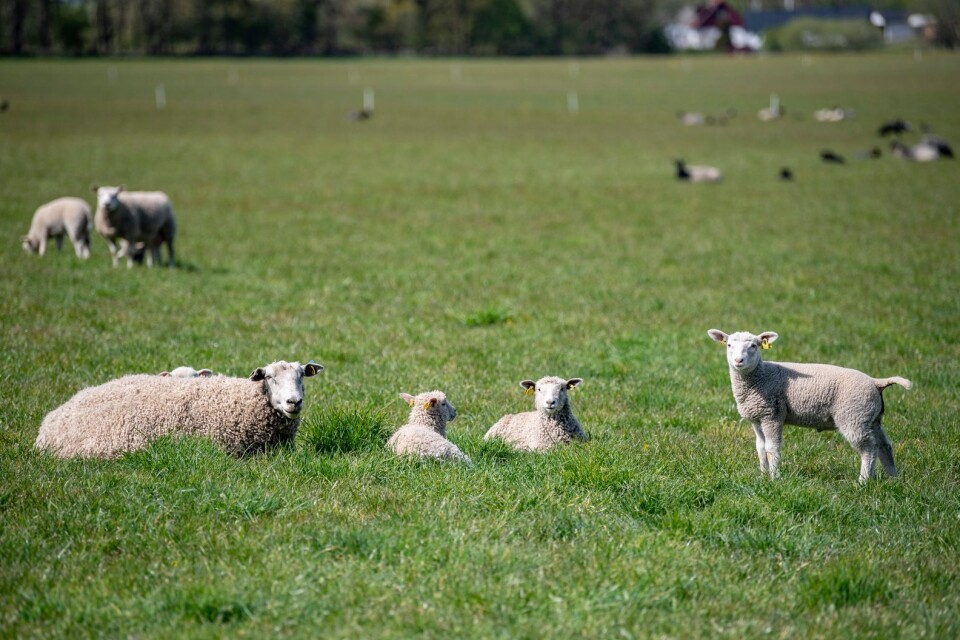 ”Utan fåren återstår endast att överlämna markerna till ”fri utveckling””, skriver Bernt Söderberg.