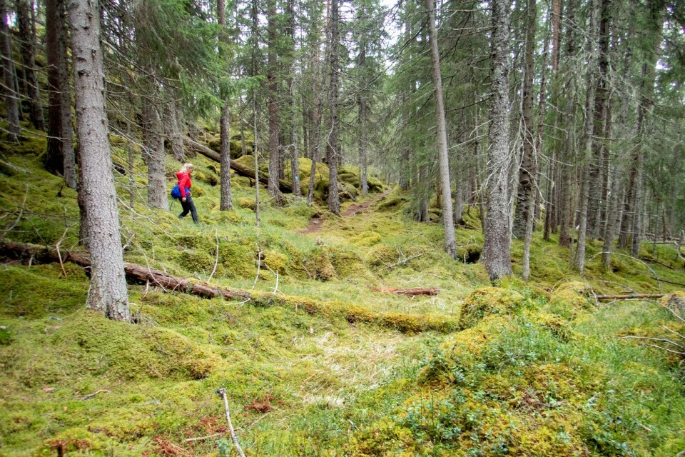 "Hur skapas de bästa förutsättningarna för att bevara och bygga upp kollagret i den svenska skogen?”