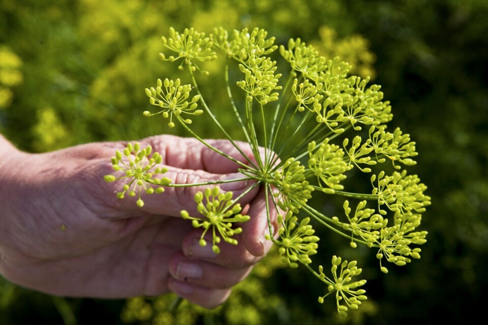 A lot of heads of dill is required to give the proper taste.-