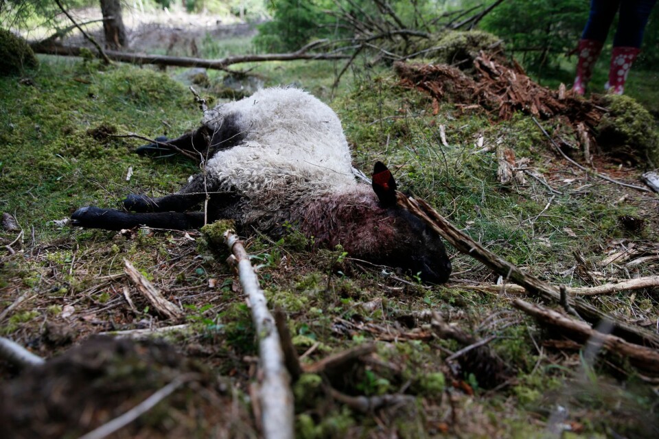 Enligt länsstyrelsen har en varg som rört sig mellan Västa Götaland och Jönköpings län fått till vana att attackera får i området.