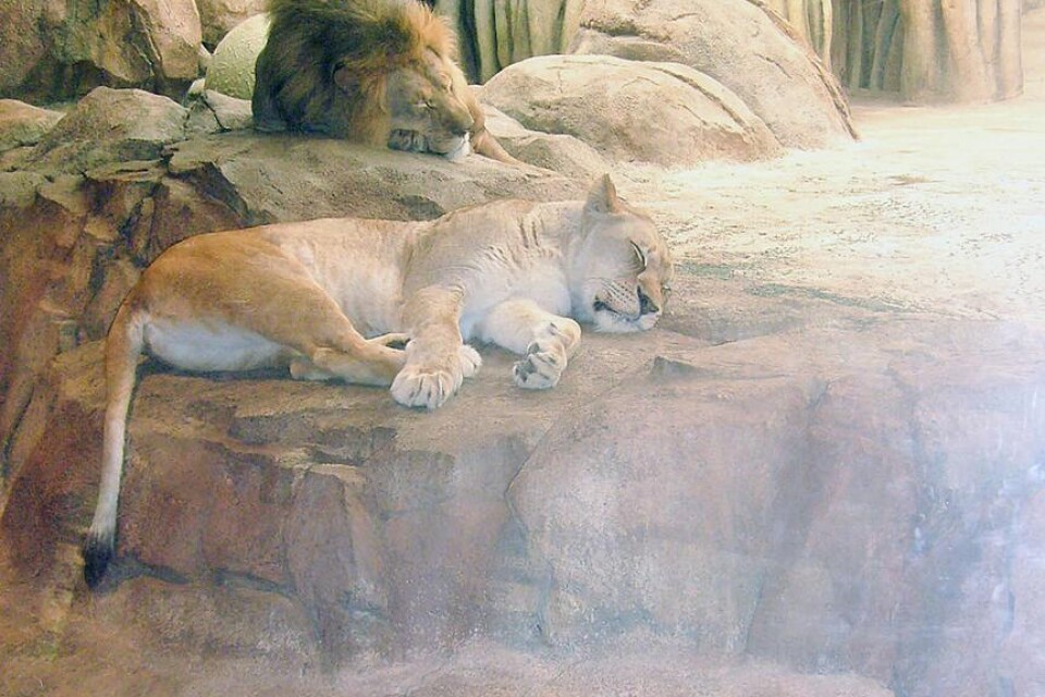 Bilden tog Marja Wiking när hon hälsade på sin dotter i USA i höstas. En jättestor djurpark, både inomhus och utomhus.