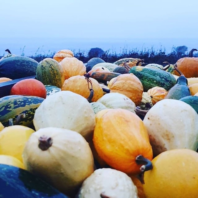 flowdudeHarvest festival at Öland, pumpkins everywhere. Oh, and swipe for the cutest, friendliest lil' dude on the planet