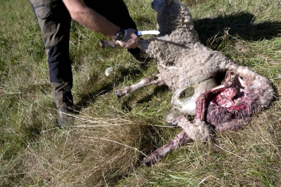 De fyra döda fåren hittades på lördagsmorgonen i en beteshage i närheten av ägarnas gård.