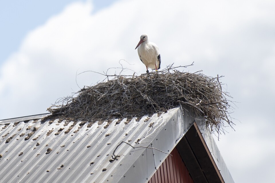 Stork, i Viby.