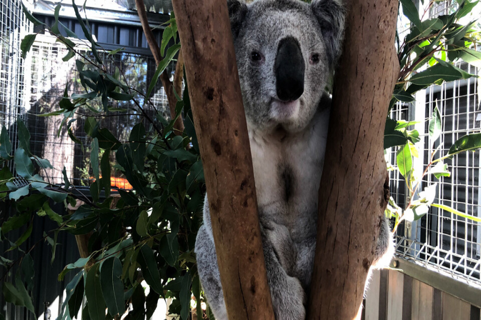 Koalan riskerar att försvinna från Australiens östkust. På koalasjukhuset i Port Macquarie i New South Wales vilar koalan George upp sig. Arkivbild.