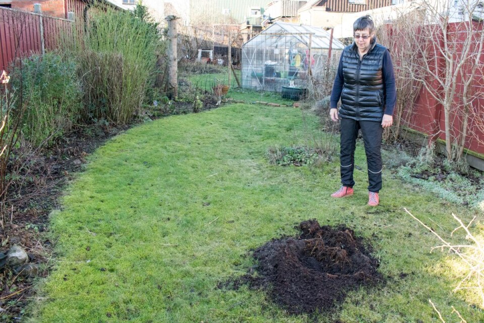 När Anita Nilsson kom ut i trädgården häromdagen fanns bara en grop kvar efter Aromaträdet hon planterat i höstas. Foto: Ulrika Wangel