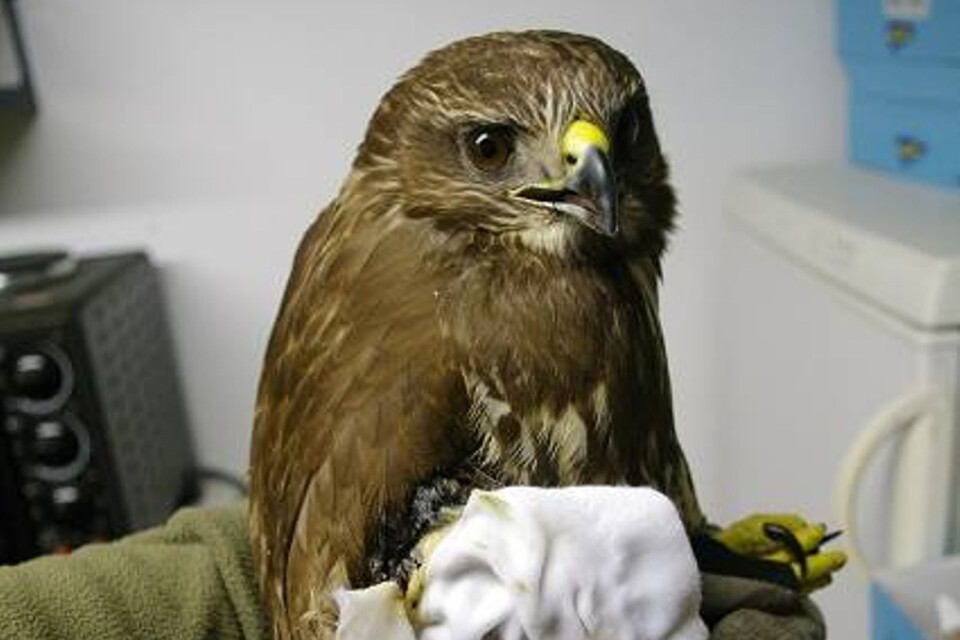 Fågeln var bandagerad när den kom in till Vilthjälpen. Hade det inte gjorts hade den kanske gått att rädda.