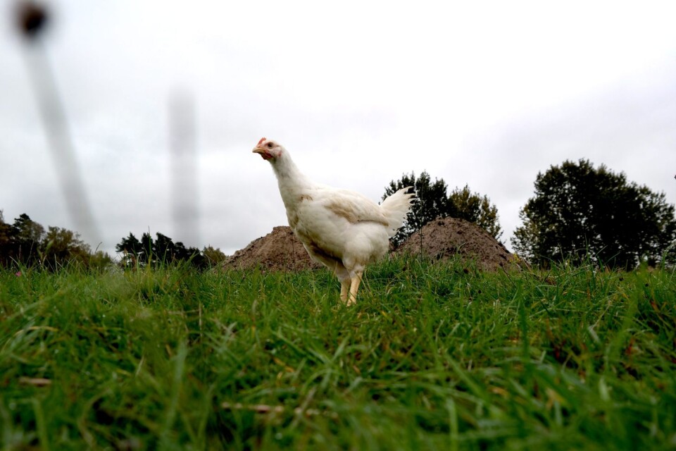En ekologisk kyckling rör sig fritt och ska enligt reglerna vistas ute minst en tredjedel av hela sitt liv.