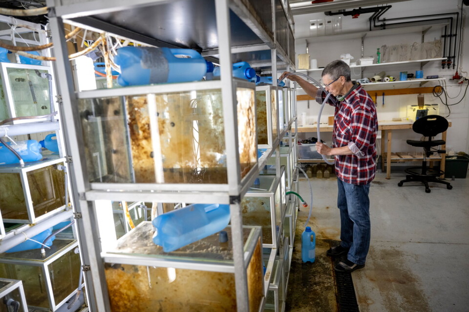 Närheten till havet gör att laboratoriet på Tjärnö lämpar sig för att studera olika arter. Ungefär 50 forskare är verksamma på stationen året runt inom ämnen som evolution och artbildning och restaurering av kallvattenskorallrev.