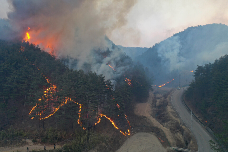 Tusentals brandmän bekämpar en skogsbrand på östkusten.