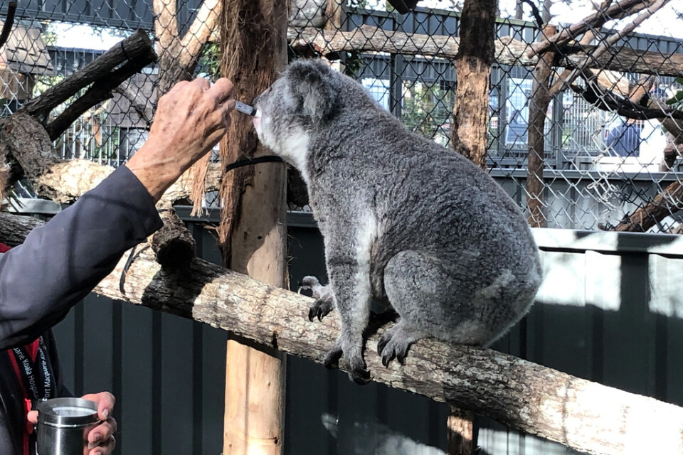 Koalan Myrtle har svårt att behålla vikten och får extra näring utöver den vanliga kosten som består av eucalyptusblad. Myrtle kom till koalasjukhuset i Port Macqaurie första gången 2018. Hon har sedan släppts flera gånger men kommit tillbaka med låg kroppsvikt. Nu bor hon permanent på sjukhuset.