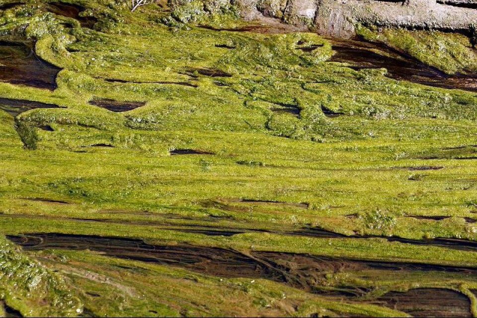 "Ofarliga alger är ofta raka, medan giftiga är snurriga", det säger oceanografen Pia Andersson på SMHI. Men för en lekman går det inte att se med blotta ögat.