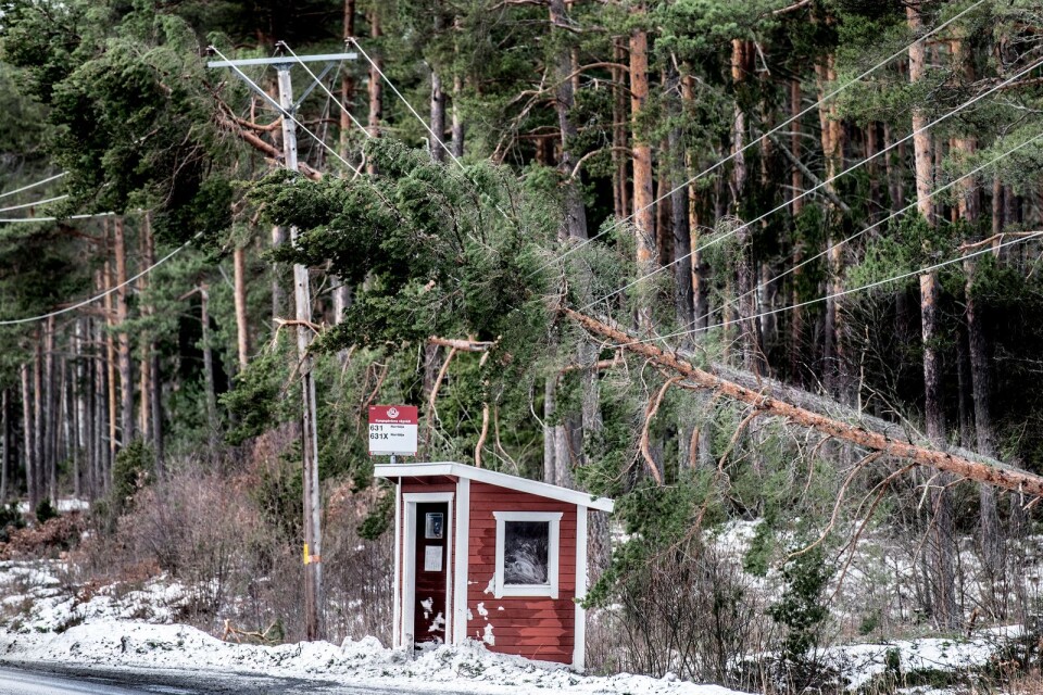 Nedfallna träd på elledningar i Roslagen efter stormen Alfrida.