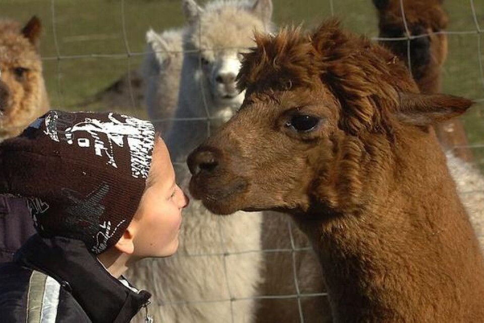 Victor Larsson i närkontakt med en alpacka.Bild: Ronnie Smith
