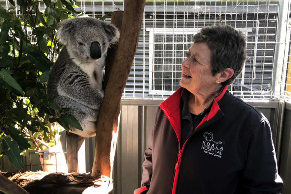 Sue Ashton tillsammans med koalan George.