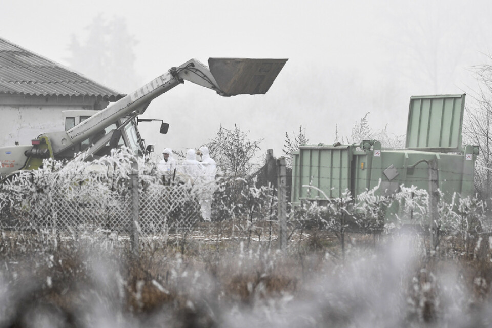 Sanering på en ankfarm i Ungern efter ett av den senaste tidens H5N8-larm. Bild från tidigare i veckan.