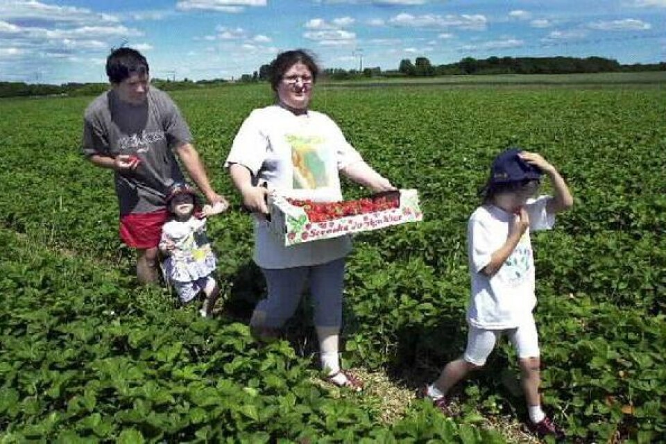 En ny svensk tradition för familjen Tejo. Storasyster Stefanni, mamma Gilda, lillasyster Amanda och Pappa Leonardo plockar jordgubbar.
