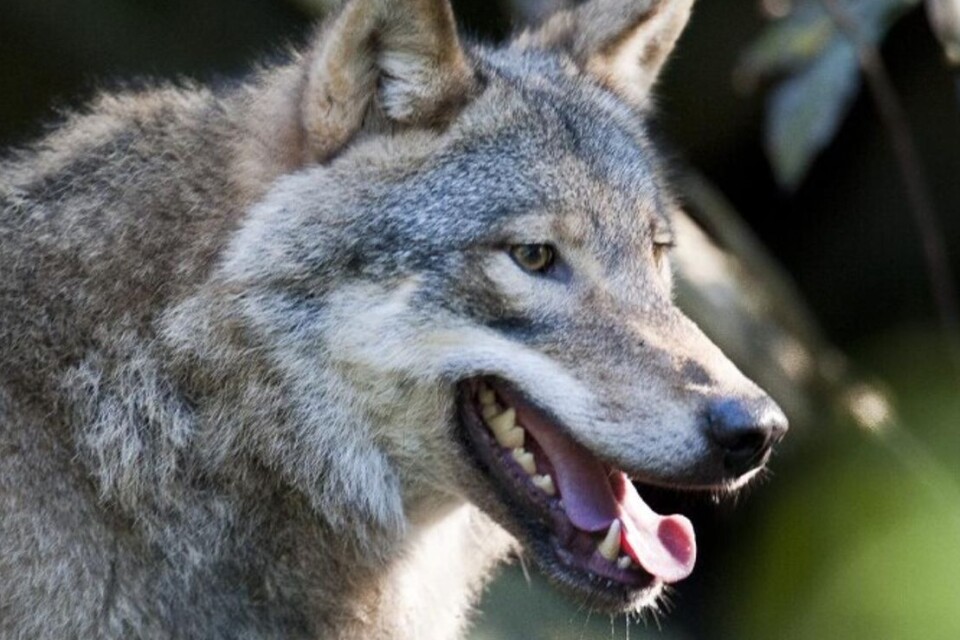 In total, there have been four wolf attacks in southern Småland and in northern Skåne