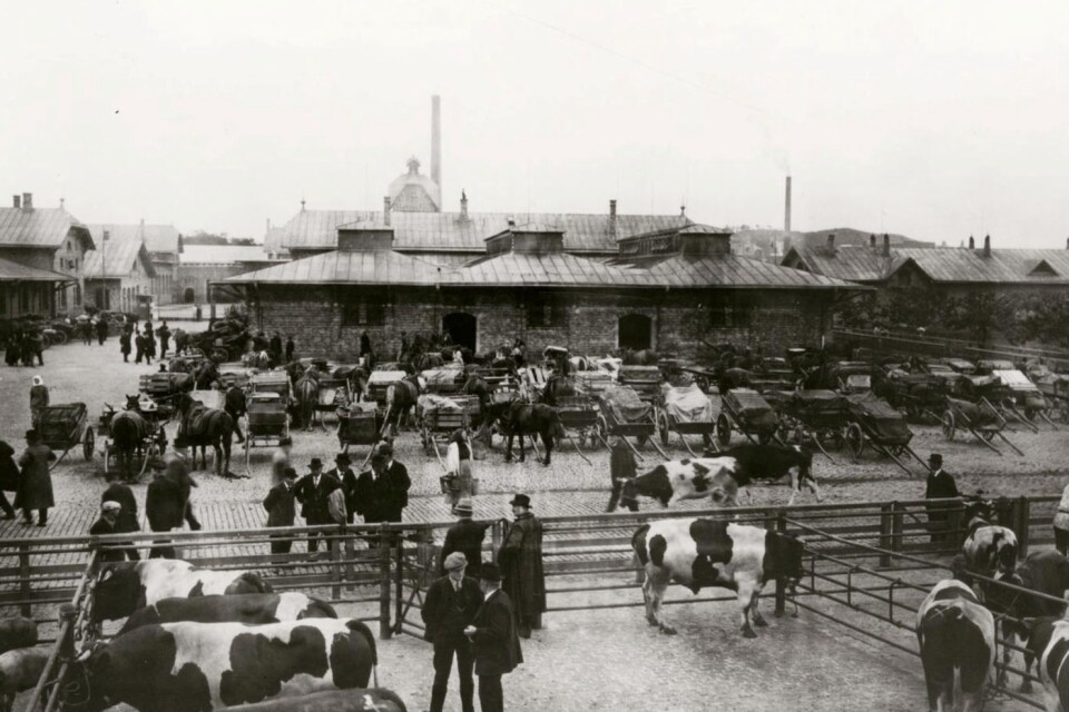 På 1910-talet, då bilden är tagen, var miljön runt Slakthuset lantlig. Bilden är lånad från Göteborgs stadsmuseum.