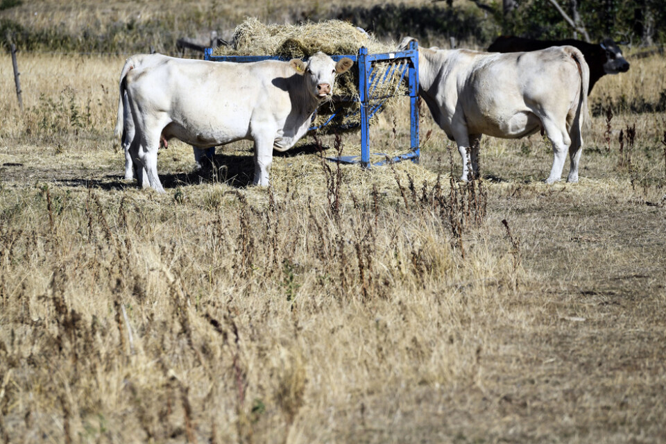 Kor äter hö som satts ut i torkan i på en betesmark utanför Malmö under den heta sommaren 2018.