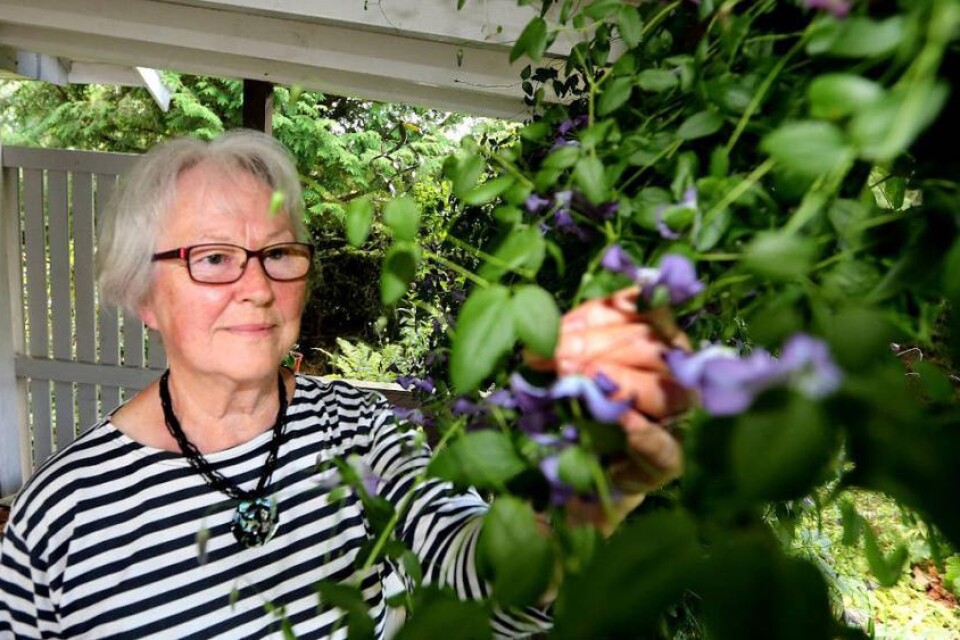 Clematis är Anita Jönssons favorit. Hon har flera fina exemplar i sin trädgård.