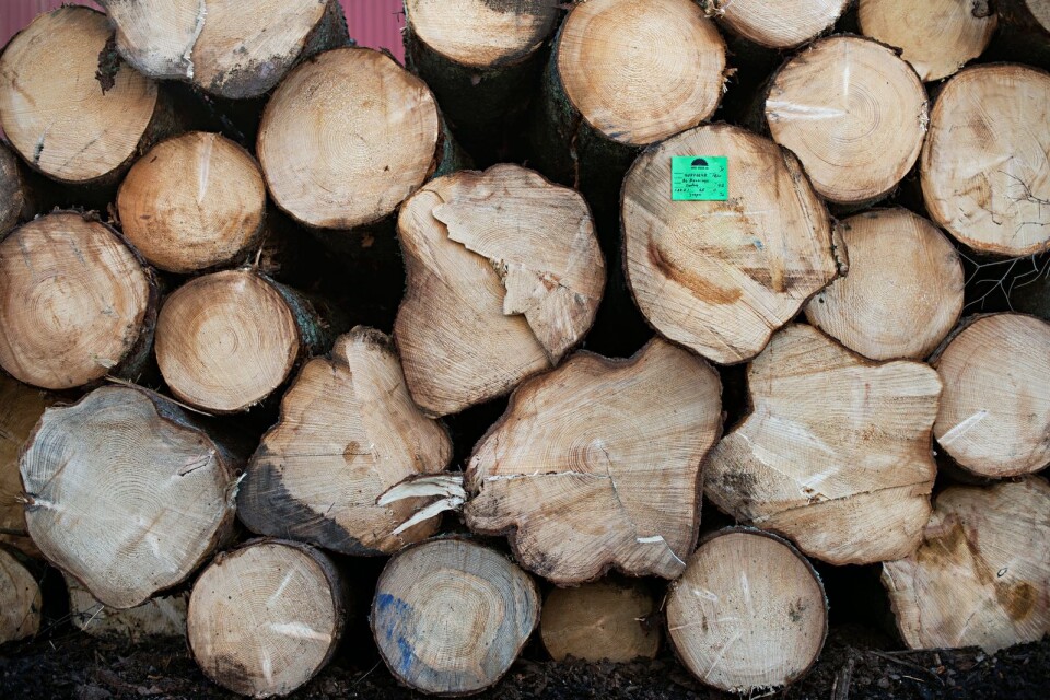 Skogsägarna har sålt betydligt mer timmer än vad de redovisat för Skatteverket.