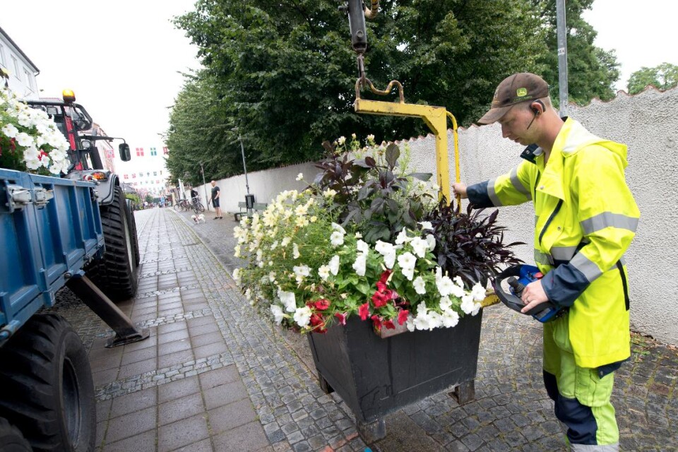 Sven-Inge Johnsson ställer tillbaka blomkrukorna som togs bort under festivalen. Foto: Lena Ehring