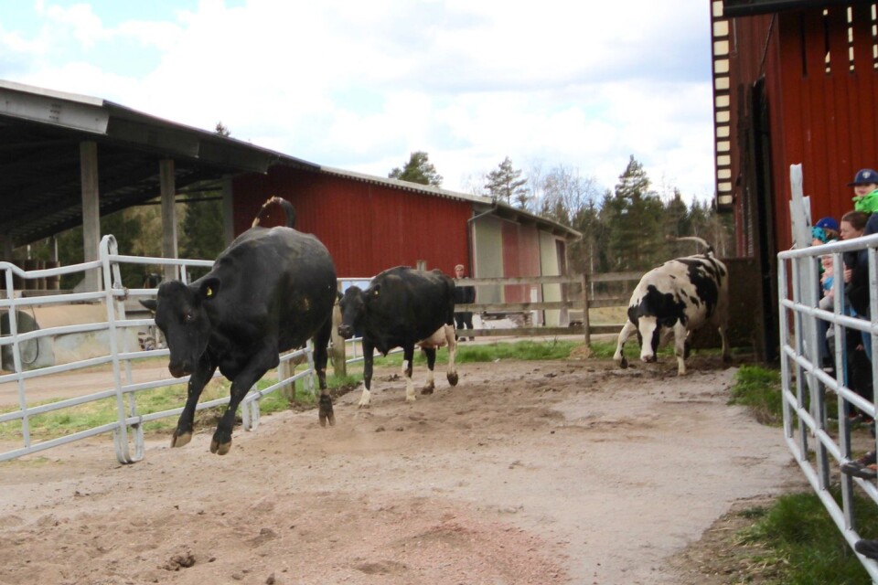 Förra året lockade kosläppet i Brokagärde runt 1 300 personer, men i år räknar gården med betydligt fler.