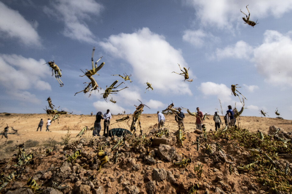 Gräshoppor i Somalia i början av februari.