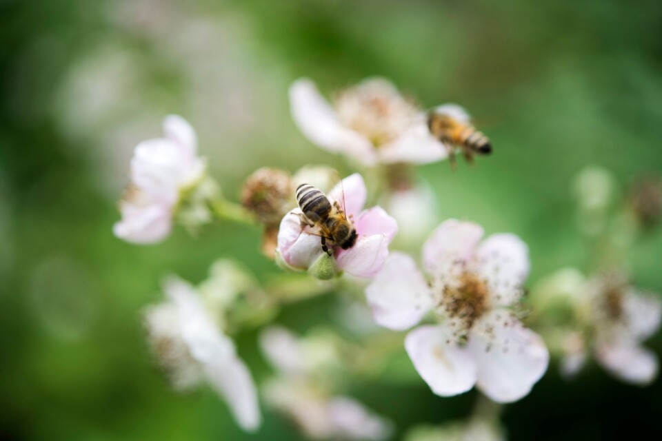 Det är viktigt att ge bina rätt förutsättningar, tycker Karl-Erik Olofsson.