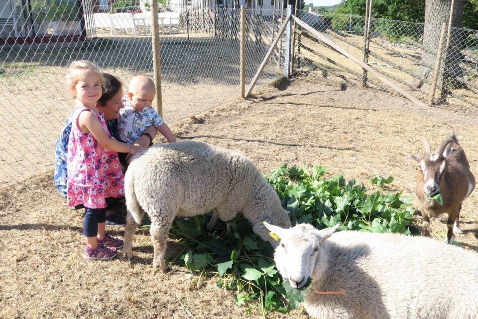 Syskonen Ida och Frej Björkhem med mamma Maria gosar sig med fåren och getterna.