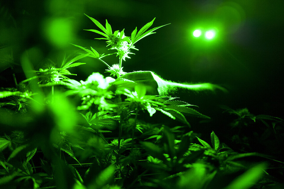En cannabisväxt. Arkivbild.