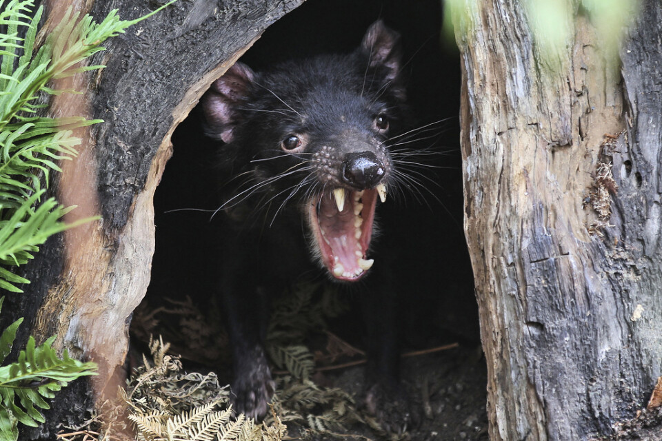 En tasmansk djävul på ett zoo i Sydney. Arkivbild.