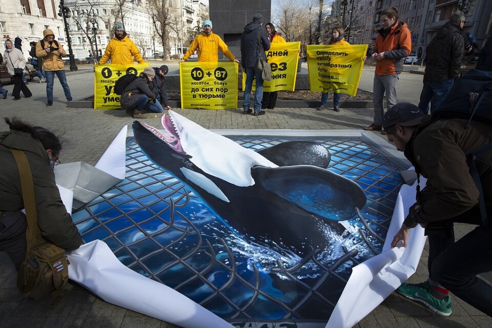 Greenpeace-aktivister i Moskva protesterar mot att hundratalet valar hålls i fångenskap i östra Ryssland. Arkivbild från 2 april 2019.