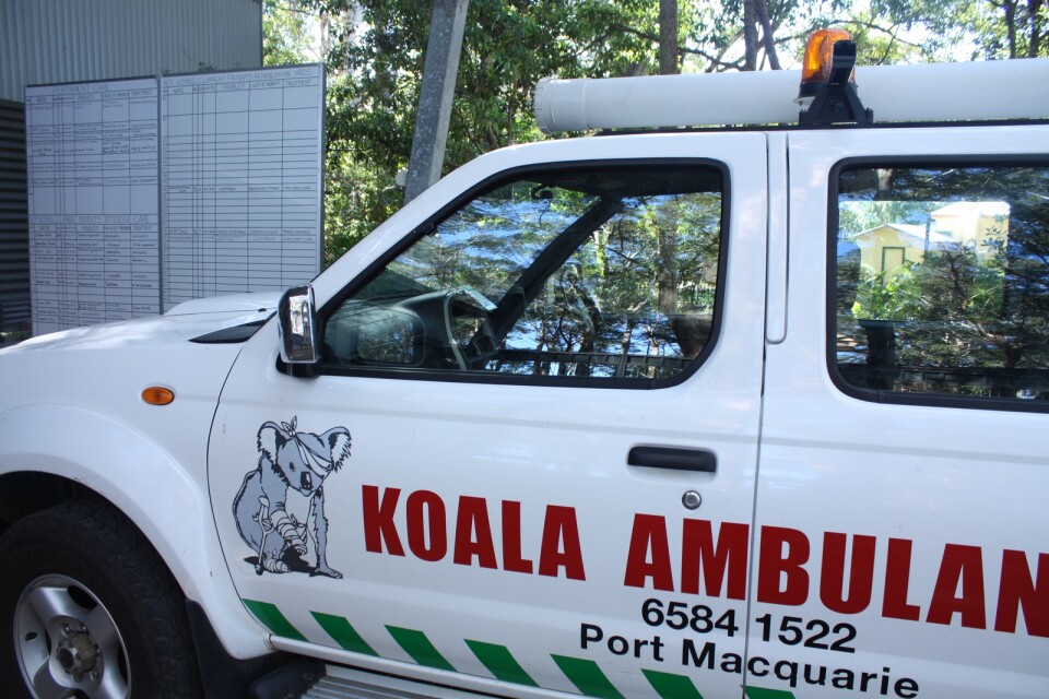 Koalasjukhuset i Port Macquarie har en koalaambulans. Under brandsäsongen åkte specialutbildade volontärer med räddningstjänsten till brandhärjade koalaområden för att leta efter skadade djur. Arkivbild.