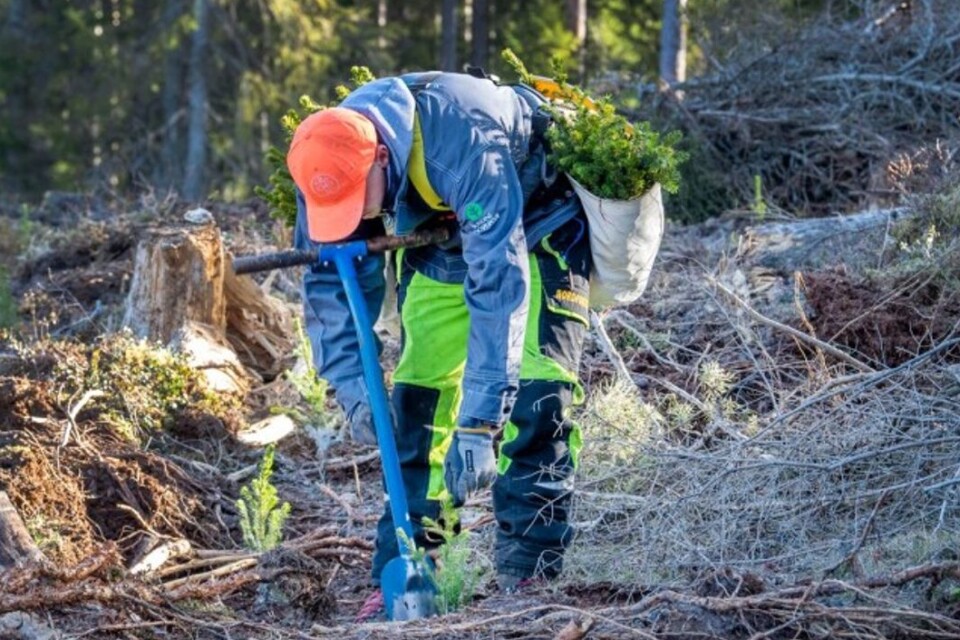 Att plantera skog måste göras för hand. Tidigare har utländsk arbetskraft kommit till Sverige, men pandemin har satt stopp för det.