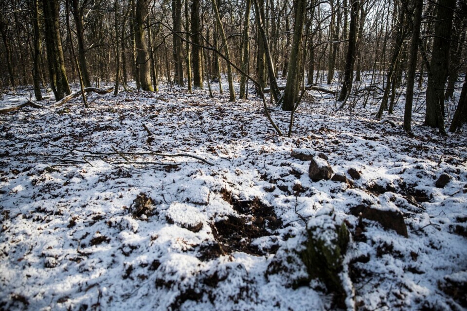 Under det lätta snötäcket ser det ut som någon använt jordfräs, där vildsvinen bökat i Listarumsåsens naturreservat.