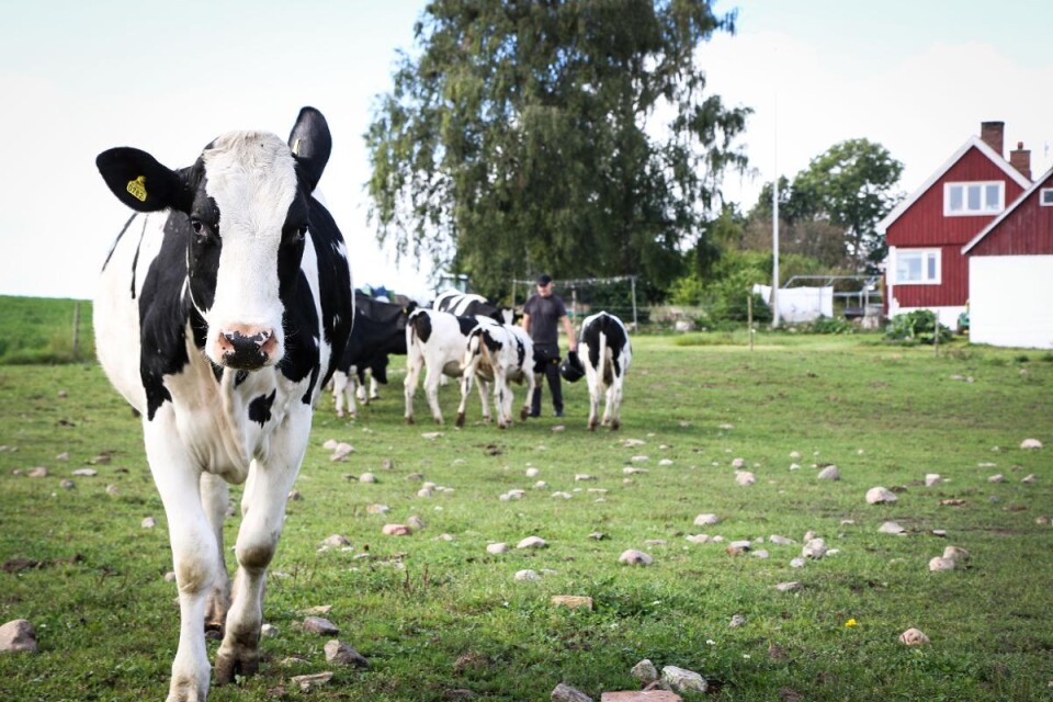 Kvigorna i hagen närmast gården är nästa generations mjölkleverantörer. Foto: Torun Börtz